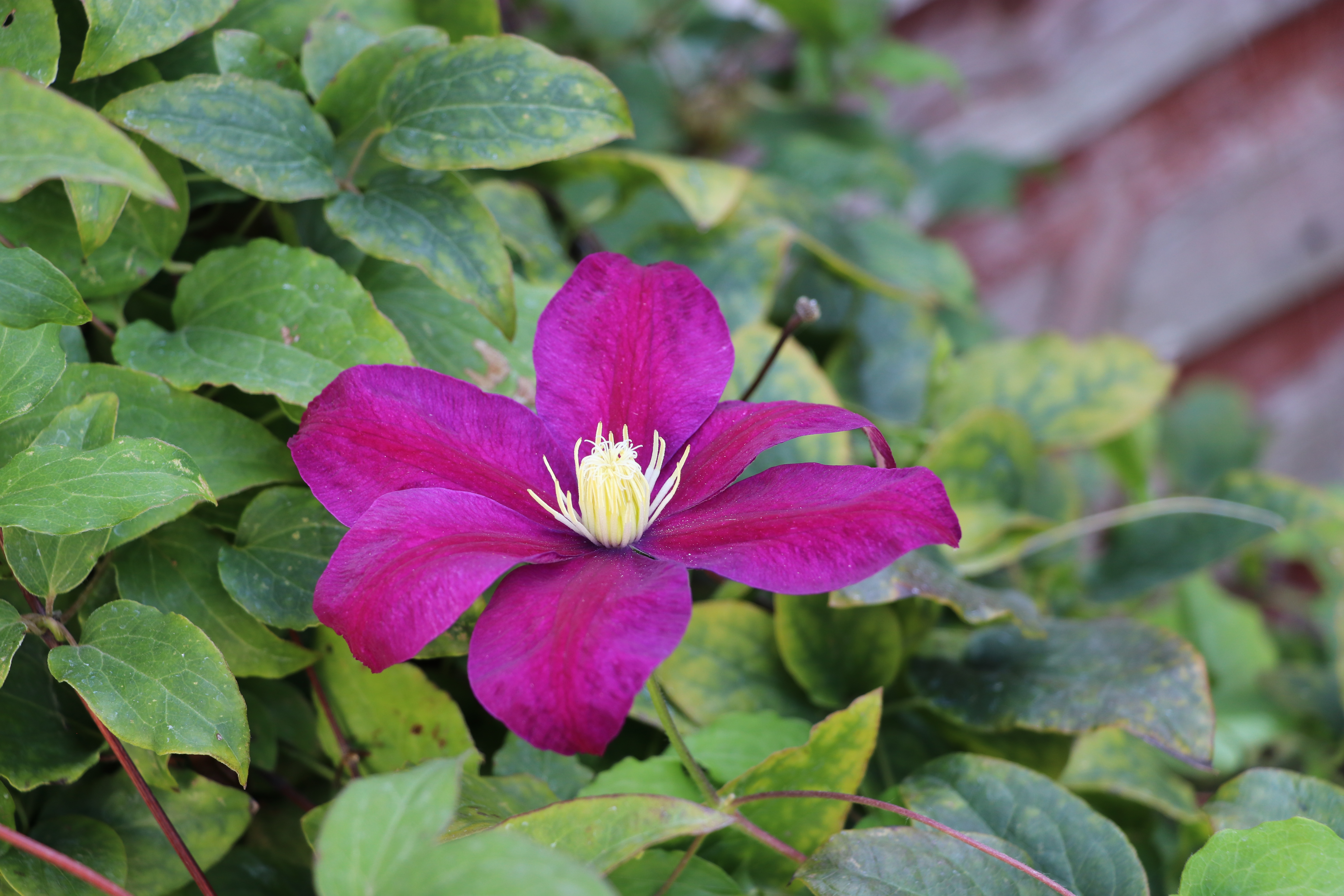 Clematis Kakio Flower
