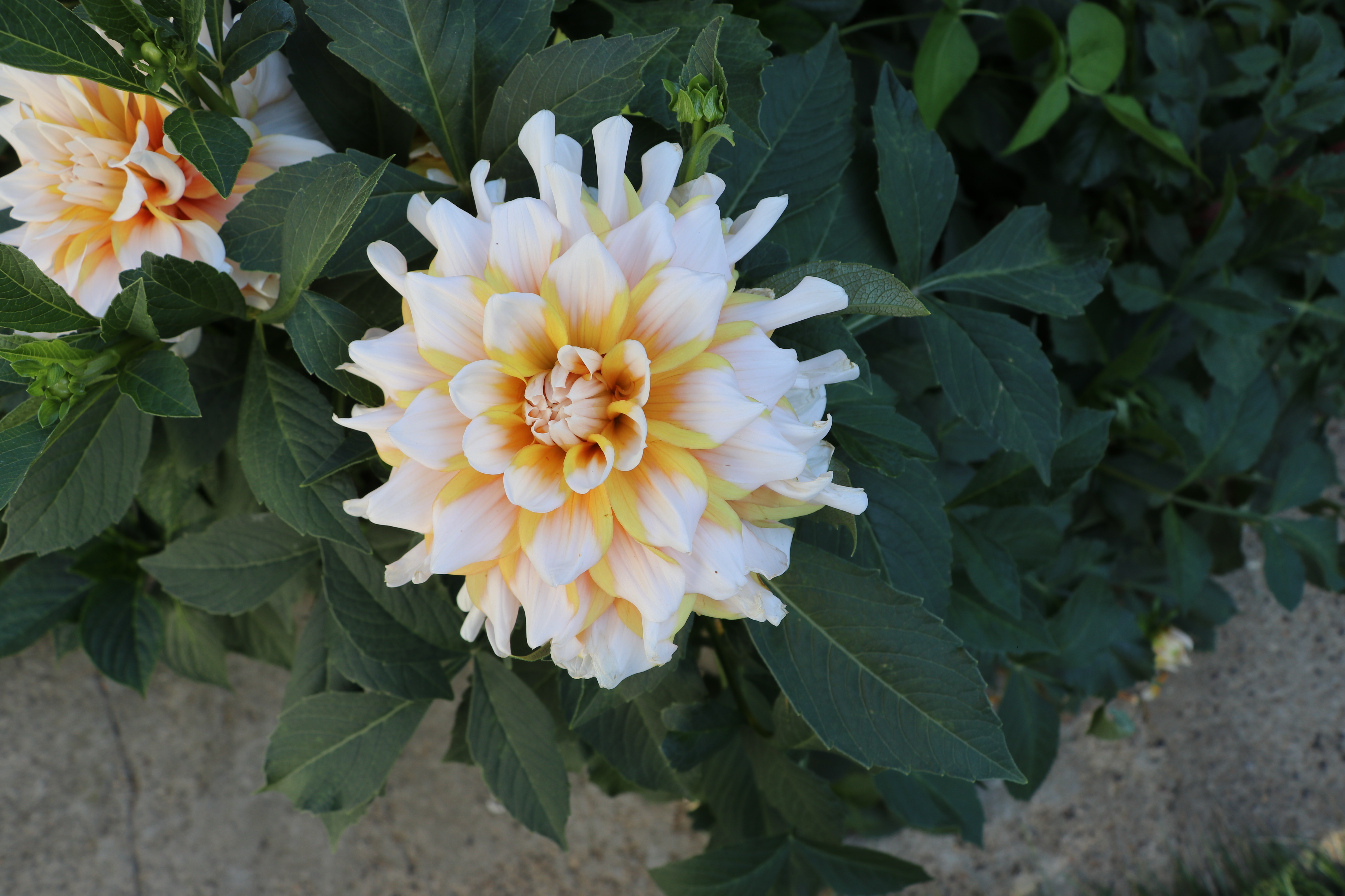 Dahlia Flower
