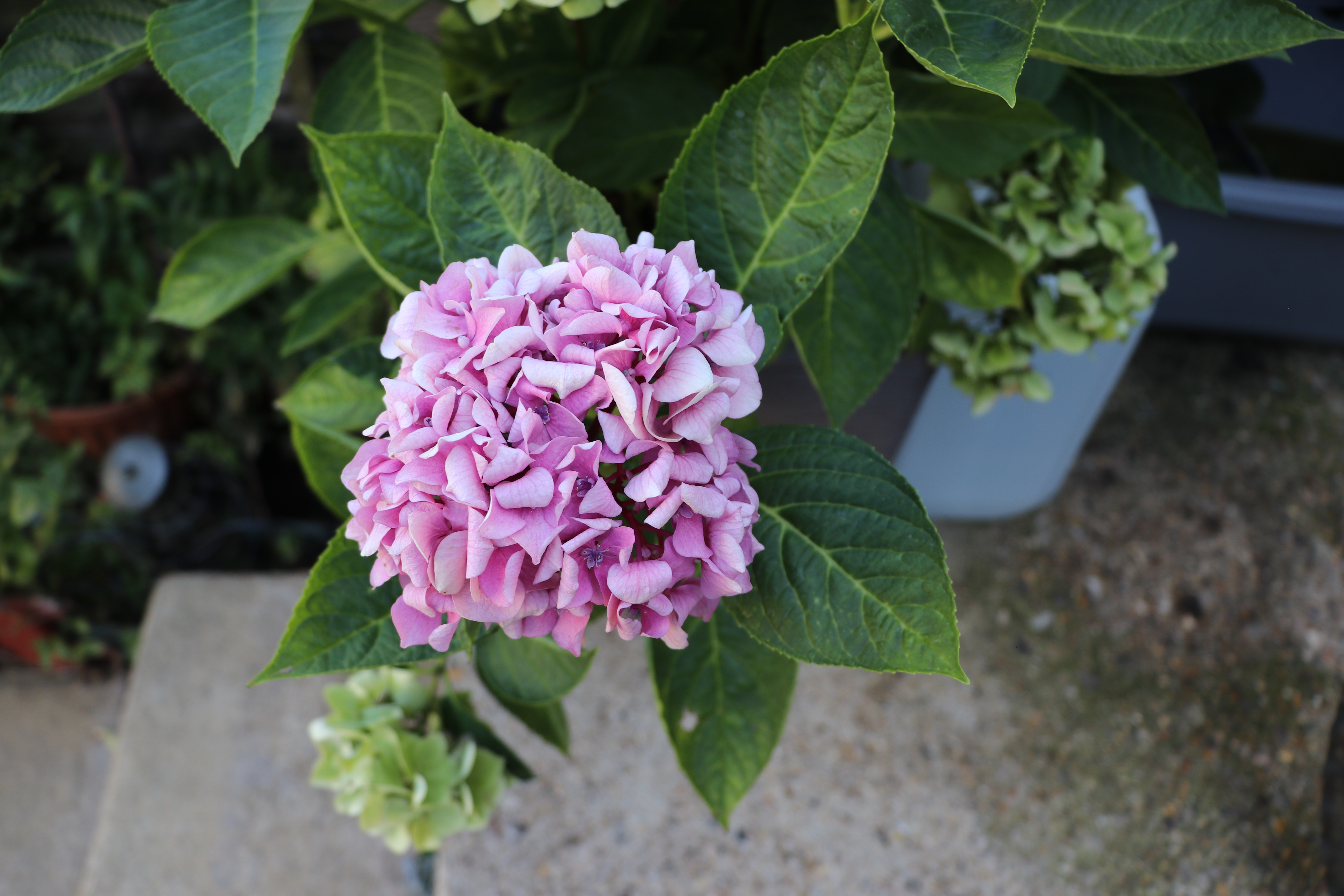 Hydrangea Macrophylla