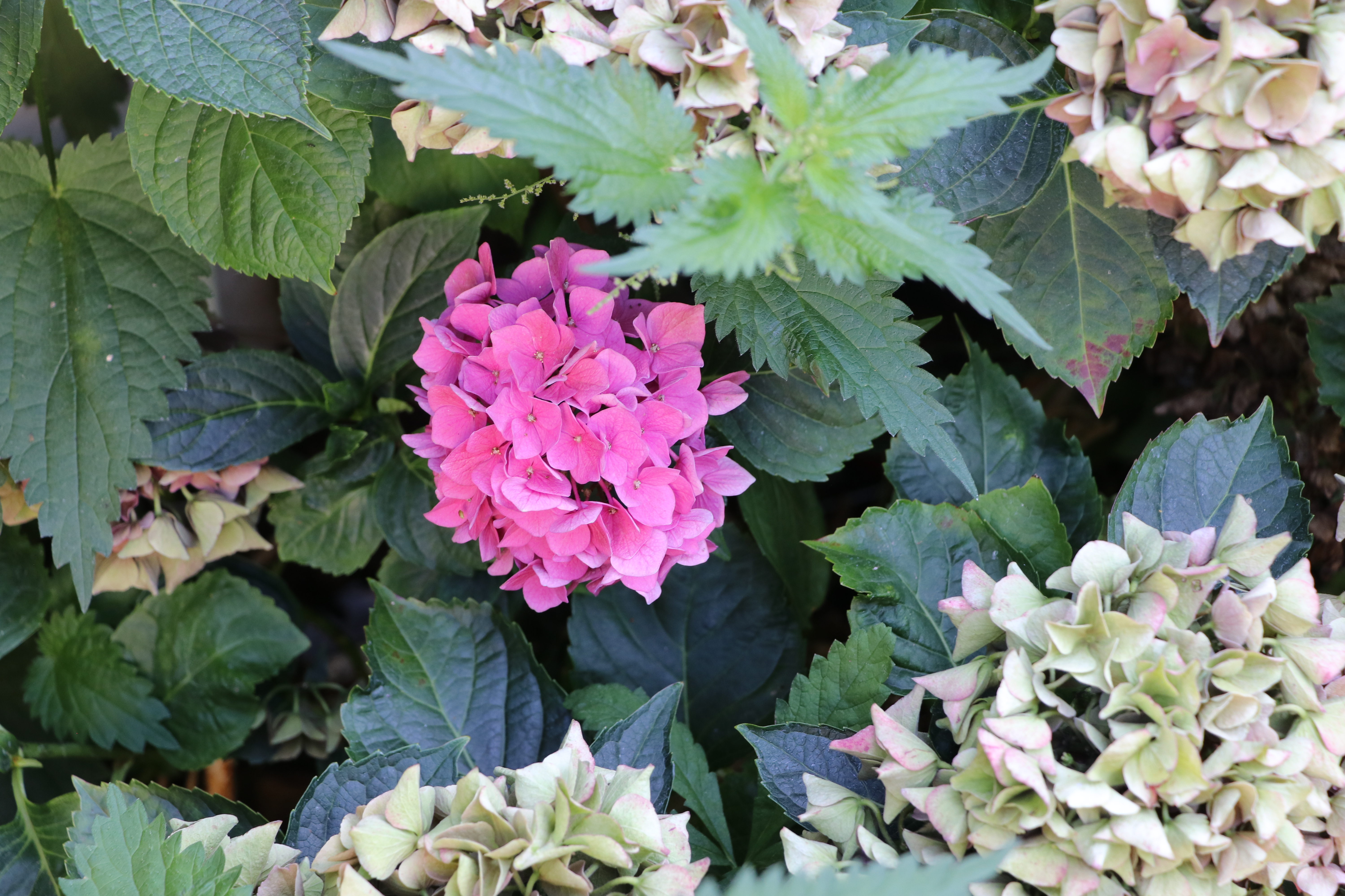 Mophead Hydrangea